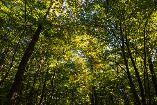 Forest view. Lush forest with sunlight. Carbon net zero concept photo