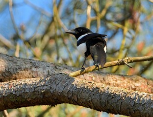 Un pie sur une branche d'arbre