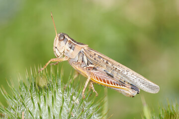 Ortóptero