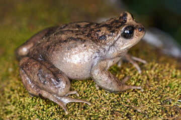 Sapo posado