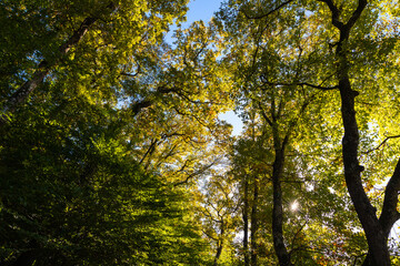 lush forest background. Orange and green leaves of trees.