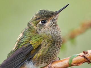 Picaflor chico © Javier