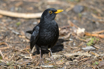 Blackbird, Turdus Merula, foraging on the ground. front view, looking right