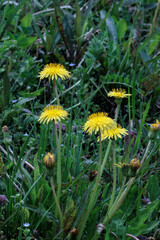 春に咲くタンポポ