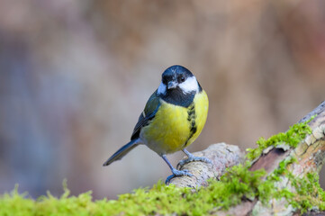 Obraz na płótnie Canvas Great Tit, Parus Major, perched on a moss covered tree branch, front view, looking ahead