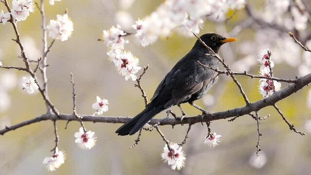Black bird tit at blossom tree