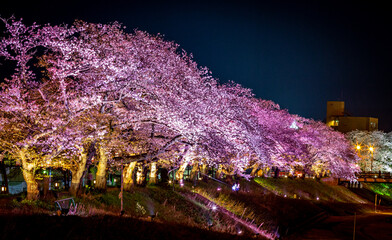 ライトアップされた夜桜
