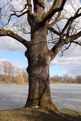 Stare drzewo w parku, pomnik przyrody