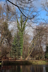 Obrośnięte bluszczem drzewo w parku