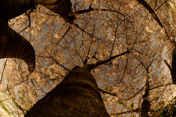 夜桜の魚眼写真