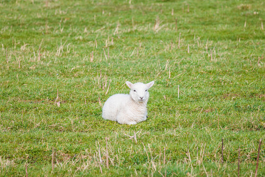 Baby sheep, meadow in spring