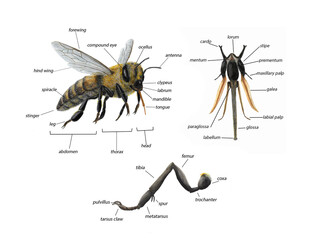  anatomy of bee - obrazy, fototapety, plakaty