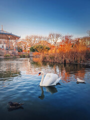 White swan and mandarin ducks floating on the lake in the park of Asnieres sur Seine city hall, France