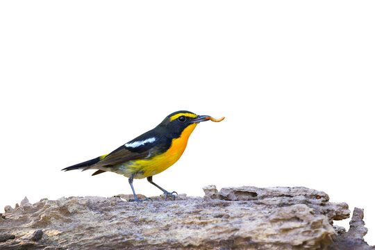 Narcissus flycatcher are eating worm isolated on transparent background png file