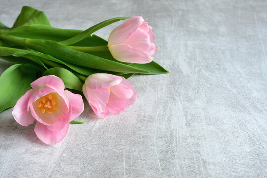 Pink tulips on a gray background isolated with copy space
