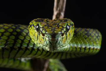 Facial close up of a sumatra pit viper Trimeresurus sumatranus native to sumatra island, malaysia, and Thailand with black background 