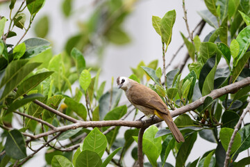 Fototapeta premium Yellow - vented Bulbul