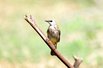 Yellow - vented Bulbul