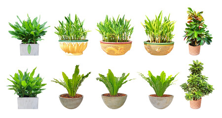 Collection ornamental trees and shrubs (ficus, fig) with colorful foliage. in clay pots for home and garden decoration. Total of 10 trees. (png) Isolated on white background. collage with herbs.