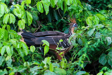Hoatzin is standing on tree branch near Sandoval Lake Puerto Maldonado Amazon. Hoatzin has orange mohawk, blue facial skin, and stubby bill. Selective focus of hoatzin.