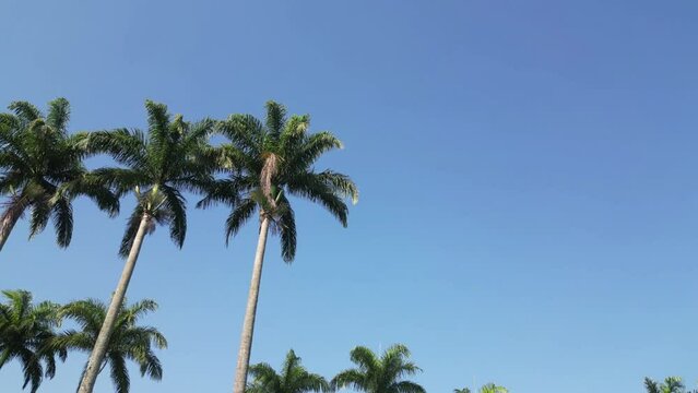 Palmeiras linda num parque com fundo para o ceu azul.