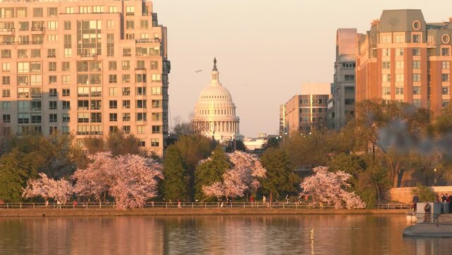 Cherry blossom festival at the tidal basin at sunset, Washington, DC, with a view of the US Capitol Building