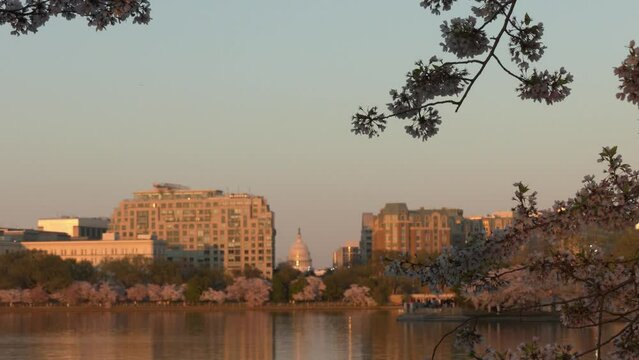 Cherry blossom festival at the Tidal Basin at sunset, Washington, DC, with a view of the US Capitol Building
