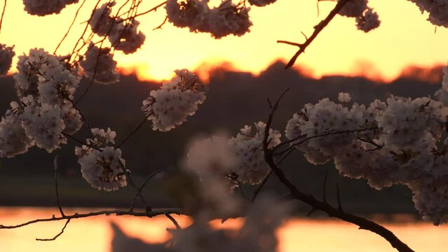 Cherry blossoms at the tidal basin at sunset, Washington, DC