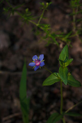 tiny blue flower with green leaves. Lysimachia foemina, pimpemel or poor mans weatherglass. Soft focused vertical macro shot