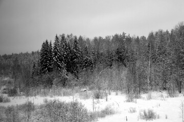 Misty morning mist. Black and white forest.