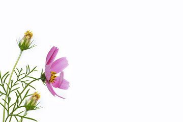 Bright colorful cosmos flowers isolated on white background.