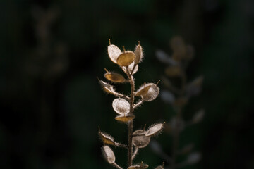 beautiful dry plant with brown round small leaves on dark background in sun rays light, soft focused macro shot
