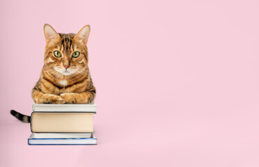 Bengal cat with a pile of books on a colored background.