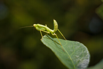 Little green young European mantis or mantis religiosa sitting on snowberry bush branch. Insects and flora. Soft focused macro shot