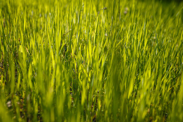 Soft focused shot of green young grass sprouts in the forest, meadow or pasture. Spring time nature, natural background