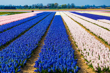 Hyacinth field in Netherlands in spring season