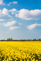 Obraz premium Tulip farm in Netherland during spring season