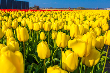 Tulip farm in Netherland during spring season