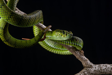 close up of a sumatra pit viper Trimeresurus sumatranus native to sumatra island, malaysia, and Thailand hanging on a branch with black background