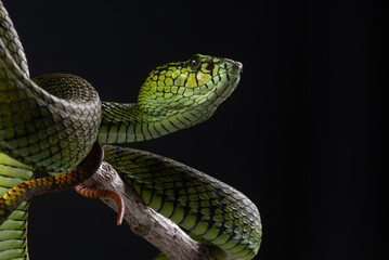 close up of a sumatra pit viper Trimeresurus sumatranus native to sumatra island, malaysia, and Thailand hanging on a branch with black background