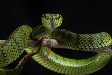 close up of a sumatra pit viper Trimeresurus sumatranus native to sumatra island, malaysia, and...