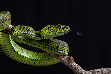 close up of a sumatra pit viper Trimeresurus sumatranus native to sumatra island, malaysia, and...