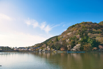 Fototapeta na wymiar Cherry Blossoms in Full Bloom in Arashiyama Kyoto