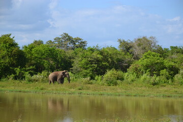 Obraz premium Wasgamuwa National Park Safari