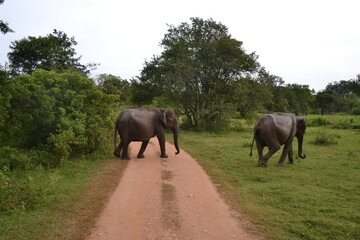 Fototapeta na wymiar Wasgamuwa National Park Safari