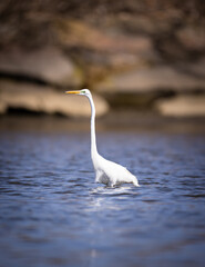 snowy egret in the water
