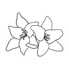 Hand drawn of tulip on white background. Flower outline style. Vintage vector illustration.