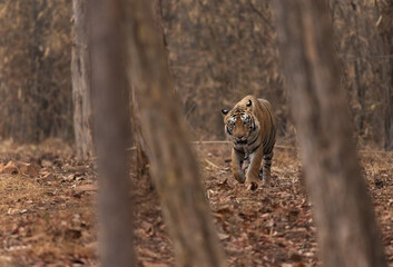 Fototapeta na wymiar A tiger walking in the jungle of Tadoba Andhari Tiger Reserve, India