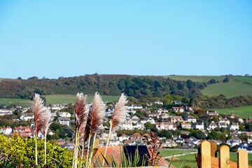 Elevated view across the town rooftops towards the countryside seen from the South West Coast Path with pink Pampas grass in the foreground, West Bay, Dorset, UK