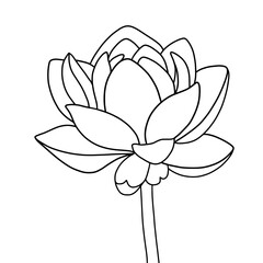 Hand drawn of lotus on white background. Flower outline style. Vintage vector illustration.